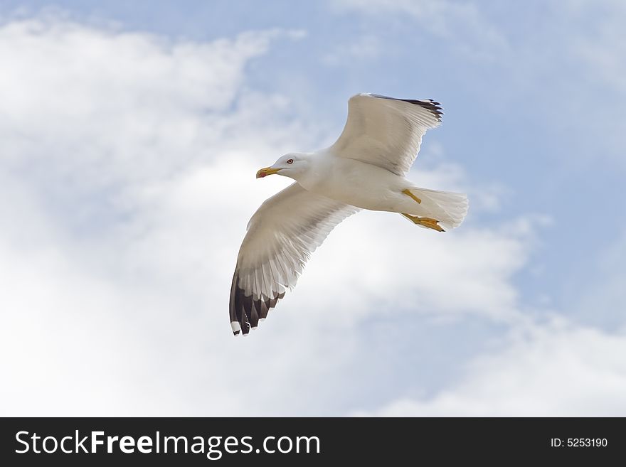 One legged seagull flying with cloudy sky in background