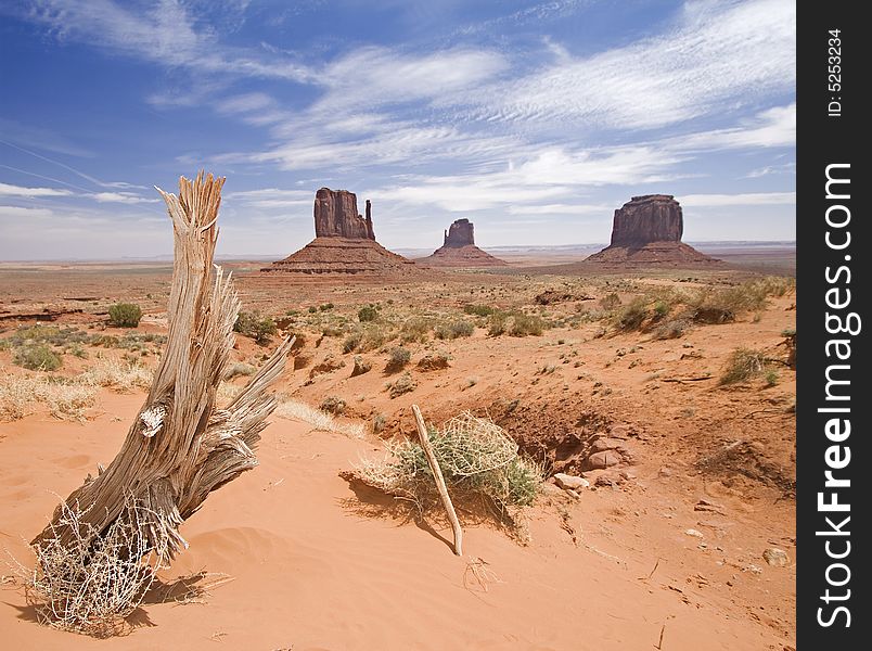 Dead tree in Monument Valley, Arizona