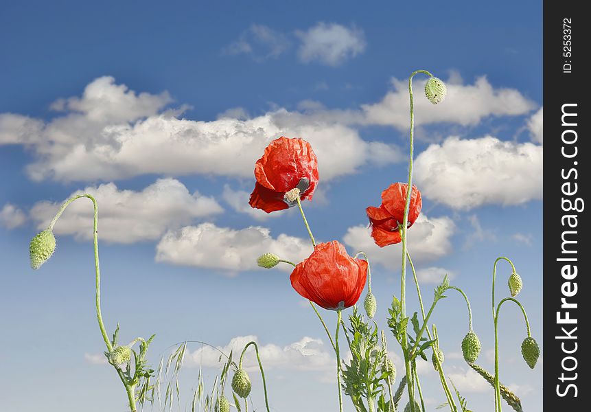 Red poppies on sky background