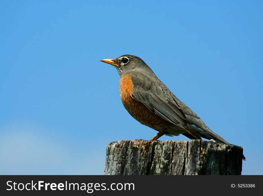 Redbrested Robin On A Fence Post