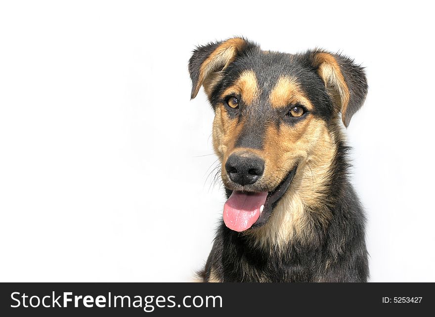 dog on a white background. ....dog on a white background