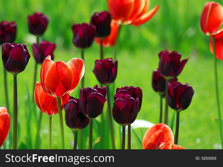 Field of nice violet and red tulips. Field of nice violet and red tulips