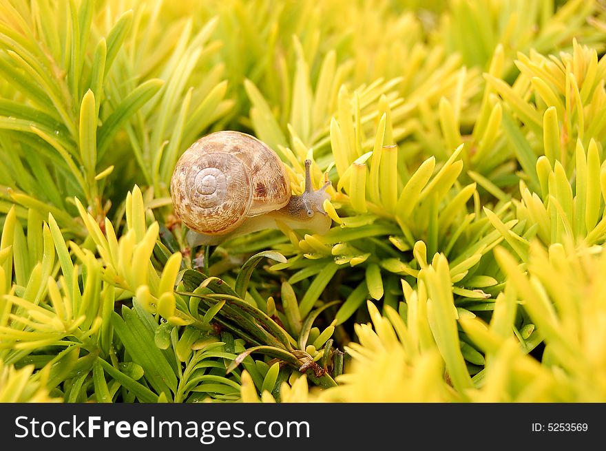 Tiny snail with a brown mottled spiral shell and water drops on yellow evergreen euonymus shrub. Tiny snail with a brown mottled spiral shell and water drops on yellow evergreen euonymus shrub