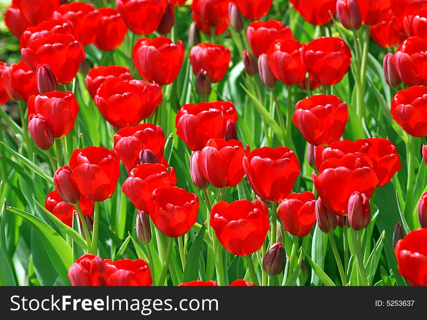 Field Of Red Tulips