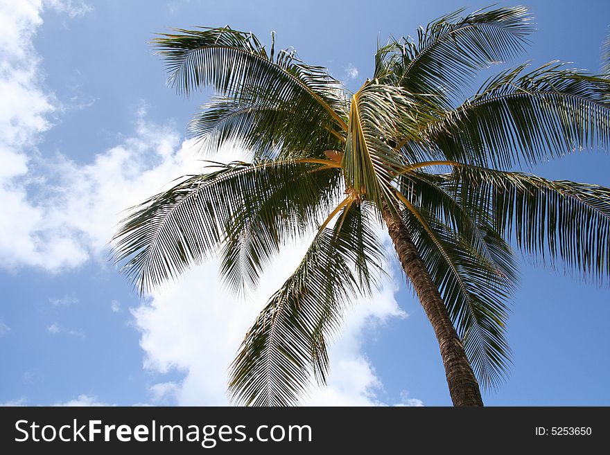 A palm tree stands out against a blue sky.