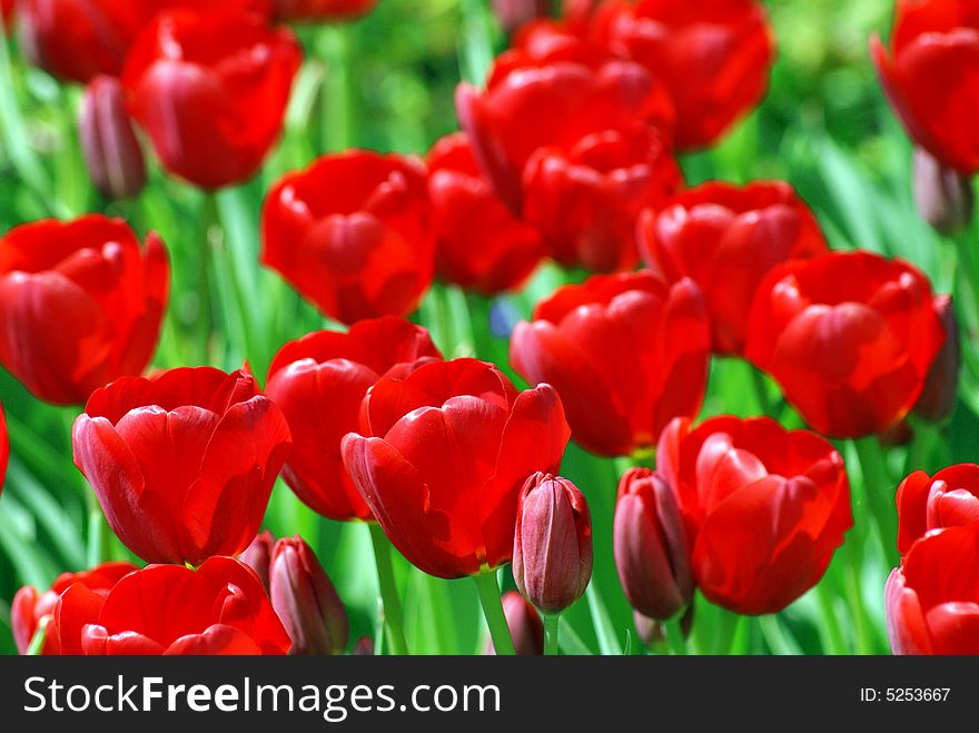 Field of nice shiny red tulips. Field of nice shiny red tulips