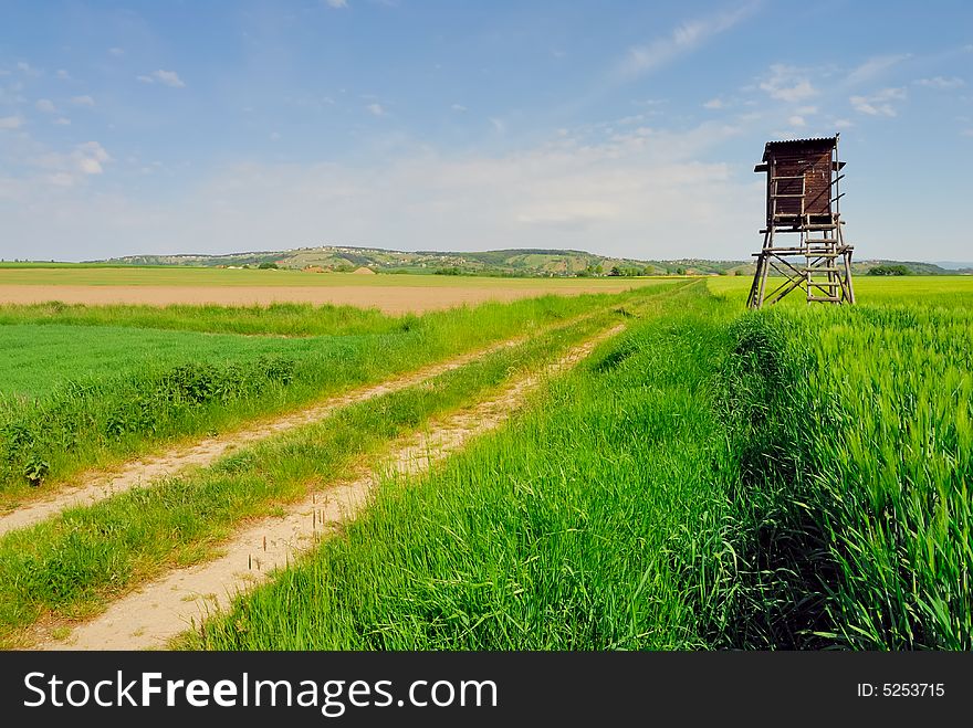 Gravel road and corn field. Gravel road and corn field