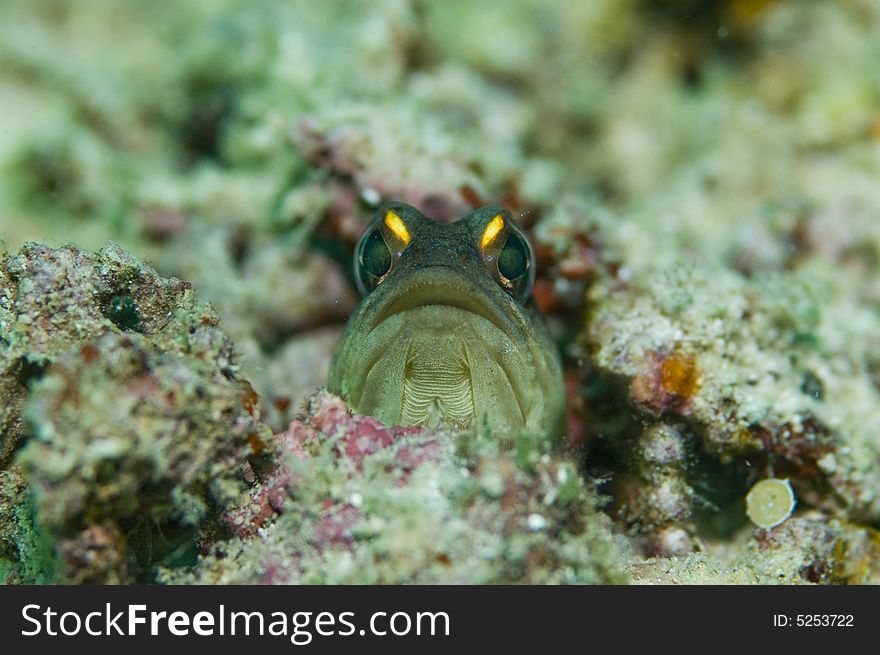 Jawfish found normally at the sandy bottom with the rubbles. Jawfish found normally at the sandy bottom with the rubbles