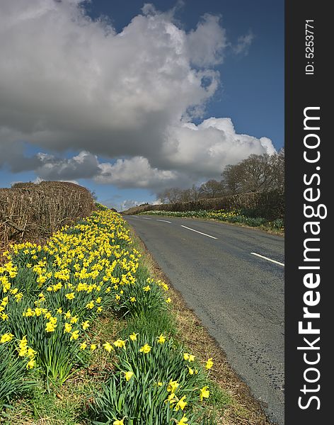 Daffodils on country road