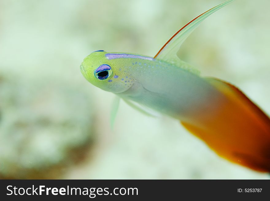 Red fire goby can dug into the sand when provoke