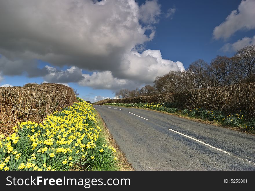 Daffodils on country road