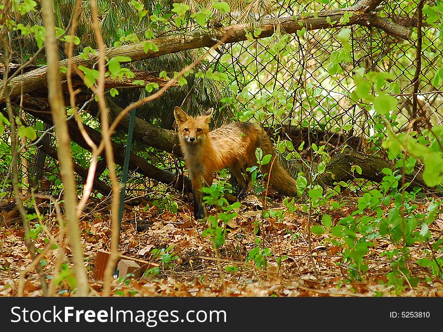 Red fox found in New York