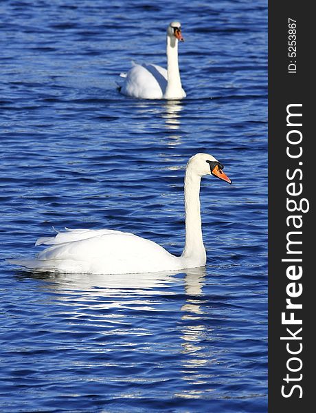 Two swans on the lake