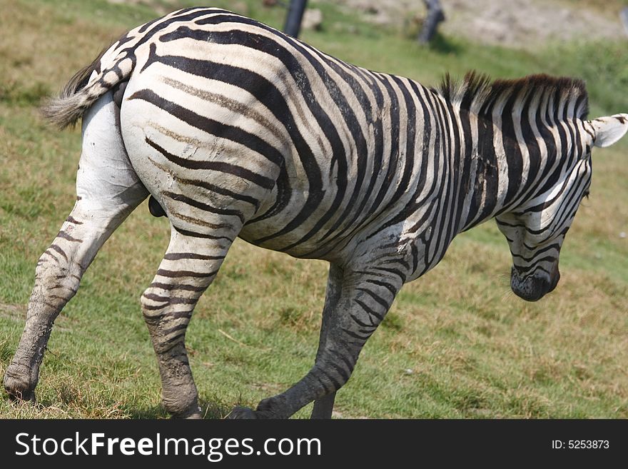 Single zebra on the field