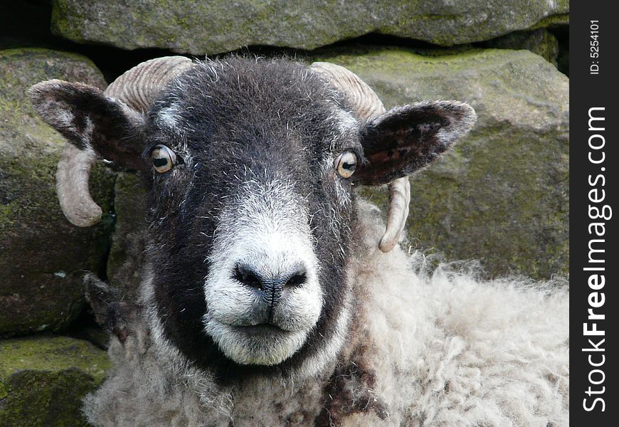 This is nice picture of a sheep looking directly at me with nice horns and big brown eyes