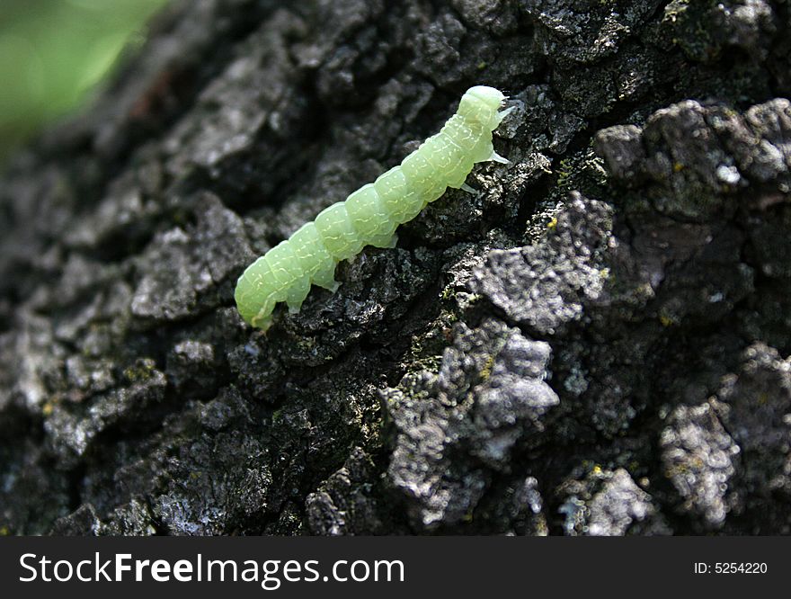 A green caterpillar climbs on a tree.