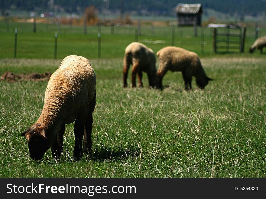 Suffolk lambs grazing on spring pasture. Suffolk lambs grazing on spring pasture