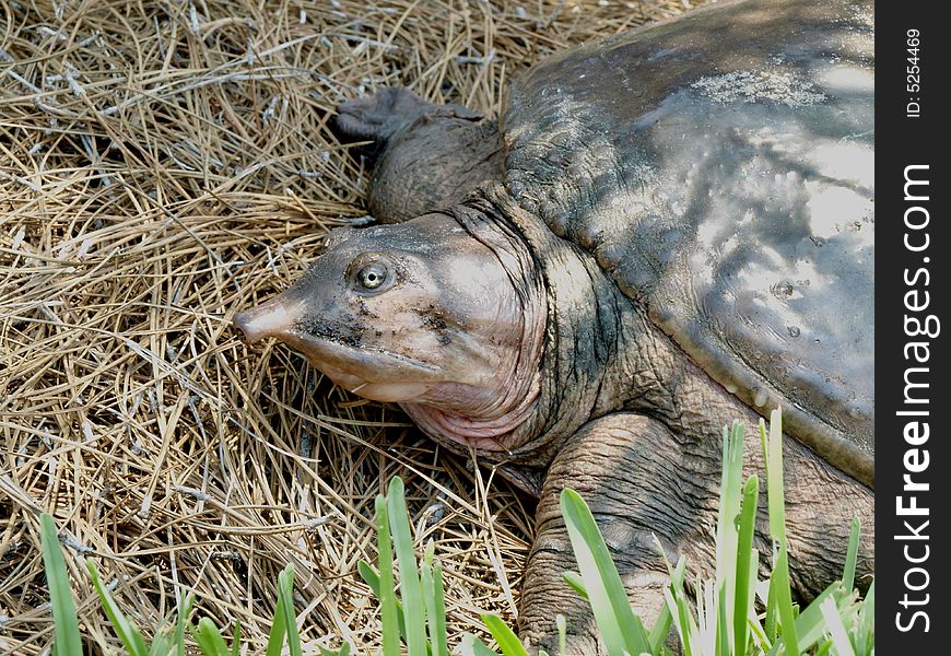 Photo of a Florida Softshell turtle