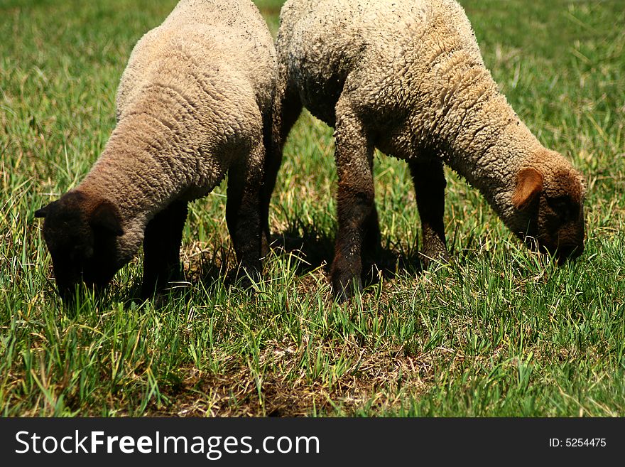 Suffolk lambs grazing on spring pasture. Suffolk lambs grazing on spring pasture