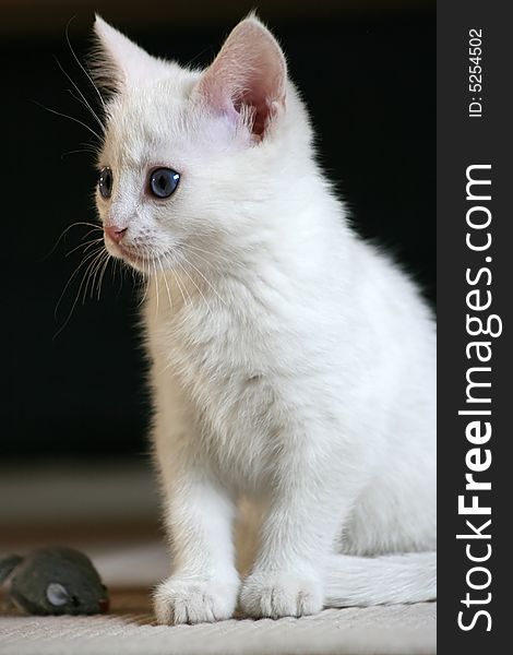 White kitten with toy mouse at her feet. White kitten with toy mouse at her feet