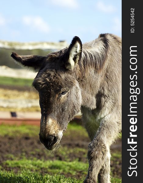 A sorrowful grey lonely donkey