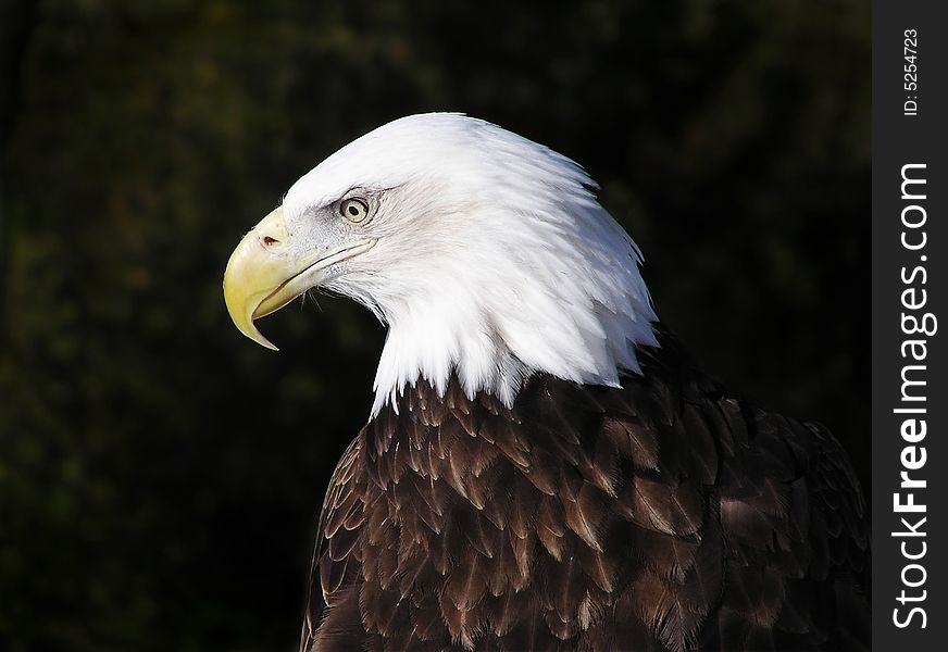 Profile portrait of an American Bald Eagle