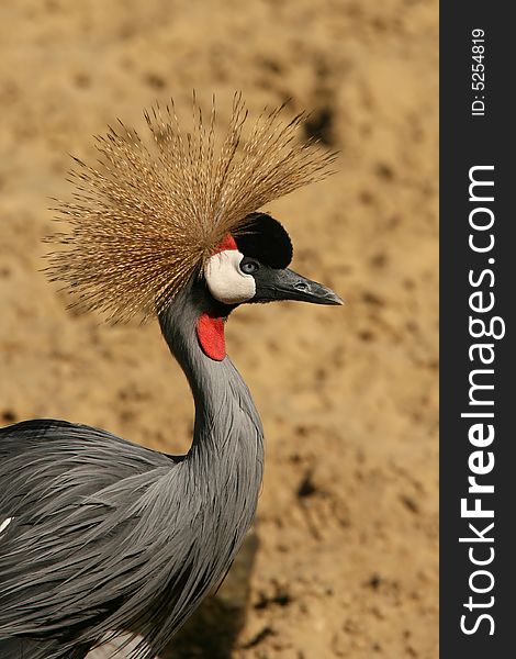 East African Crowned Crane