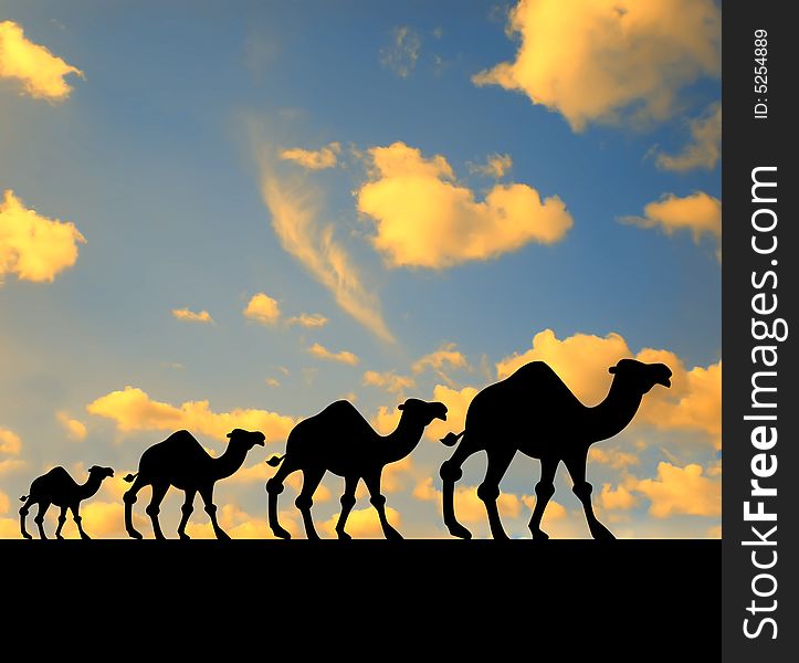 Four camels walking their way. Four camels walking their way