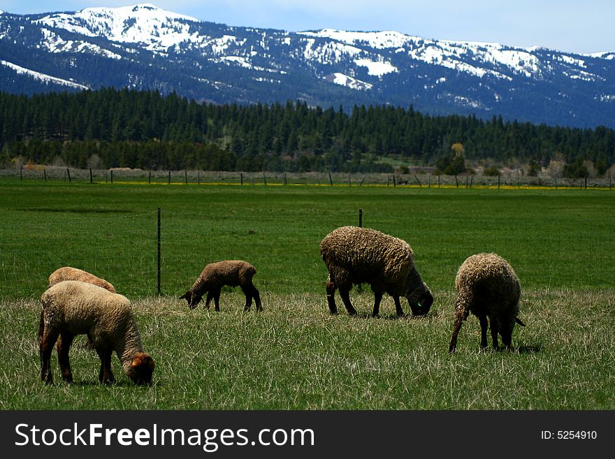 Suffolk lambs grazing on spring pasture. Suffolk lambs grazing on spring pasture