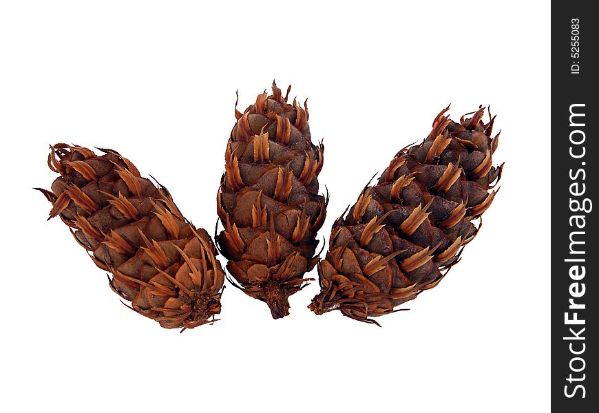 Three exempt conifer plugs as a decoration