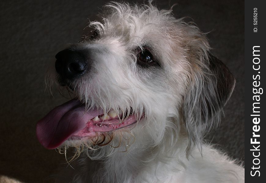 Face of a Wired Hair Terrier against a black background