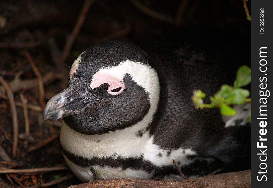 The striking black and white little Jackass penguin, close-up. focus on the birds eye and the area of pink around it. The striking black and white little Jackass penguin, close-up. focus on the birds eye and the area of pink around it.