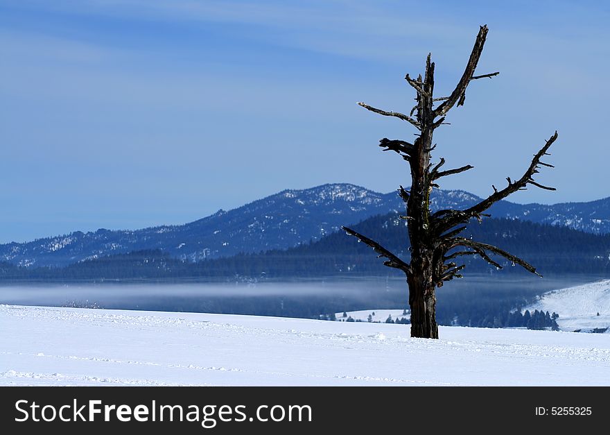 Dead tree stands alone on the bank of Cascade Lake in winter. Dead tree stands alone on the bank of Cascade Lake in winter