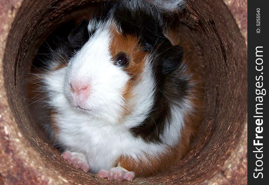Baby abyssinian guinea pig exploring and resting inside a log