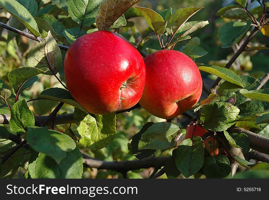 Close shot of two ripe red apples growing on a tree. Close shot of two ripe red apples growing on a tree.