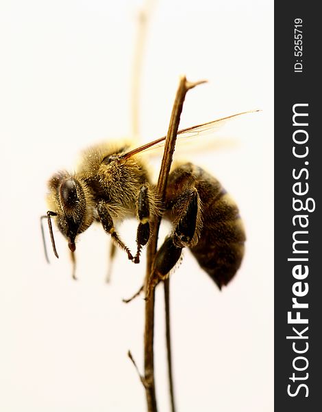 A isolated honeybee on a stick.