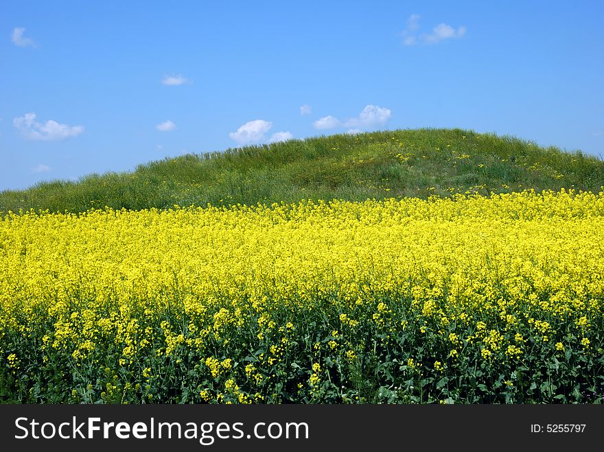 Green hill on canola field over cloudy blue sky