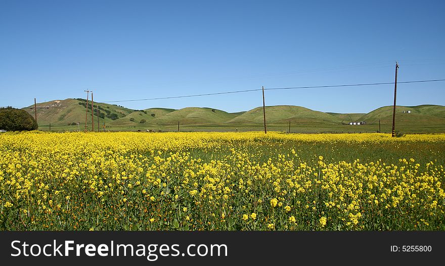 A field of flowers with hills in the background. A field of flowers with hills in the background.