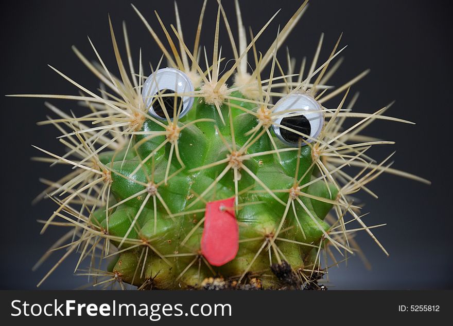 Funny cactus over black background