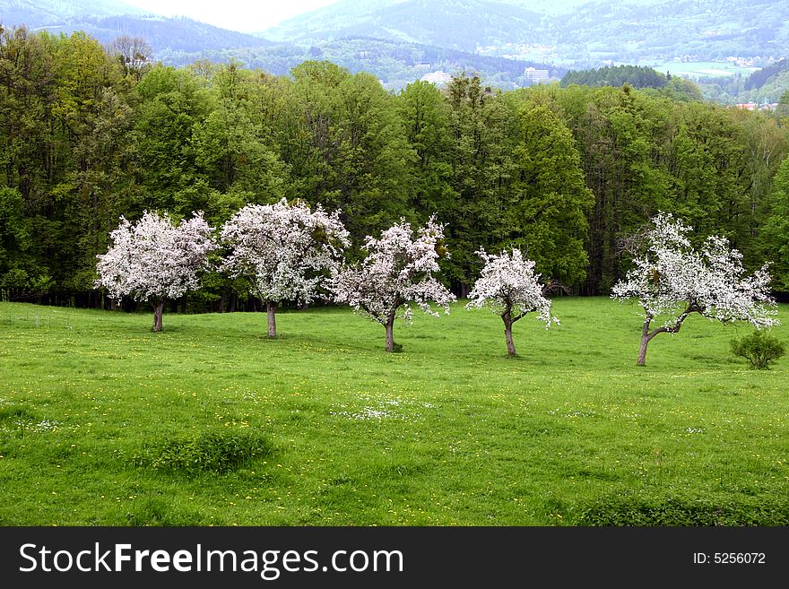 May time - flowering  apple trees clothed in blossoms