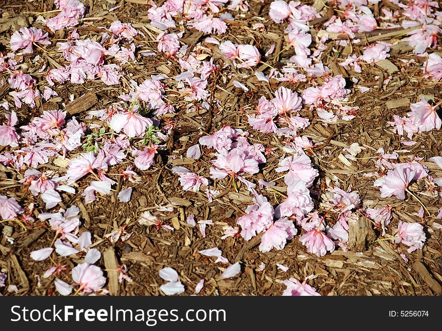 Cherries ceased blossoming in streets of city. Cherries ceased blossoming in streets of city.