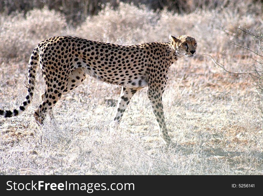 Cheetah, walking, mammal, wild cat, wild life, small head, long spotted body, long tail, savanna, Samburu, national reserve, Kenya, Africa