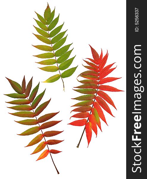 Three rowan leaves in the colors of autumn, set against a white background. (Sorbus Embley, known for its flaming scarlet color in Autumn.). Three rowan leaves in the colors of autumn, set against a white background. (Sorbus Embley, known for its flaming scarlet color in Autumn.)