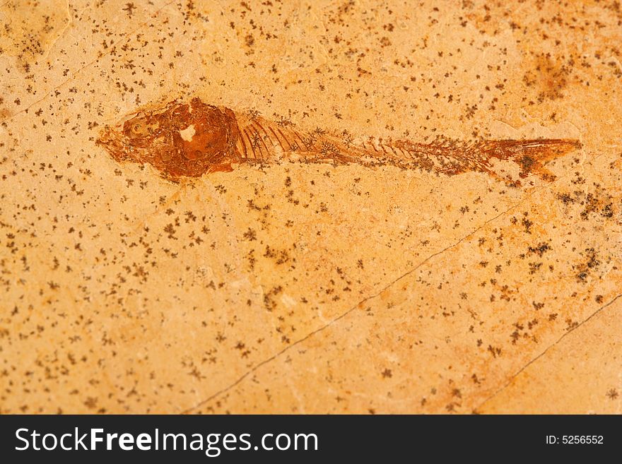 A Fossile fish in stone background