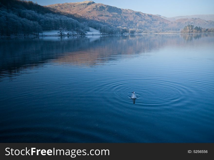 lake and swan in Lake District, UK. lake and swan in Lake District, UK