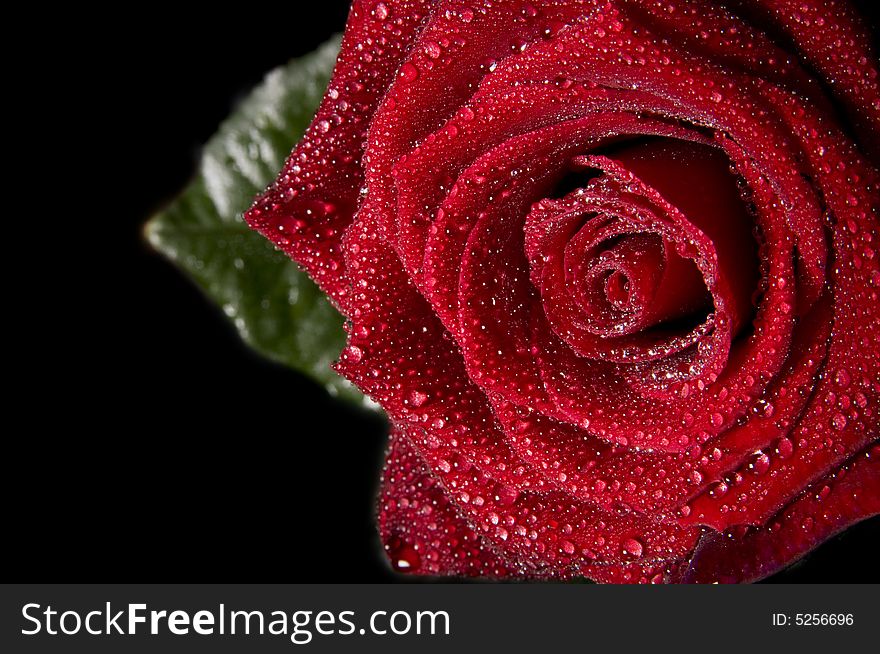 Red rose close up on black background. Red rose close up on black background.