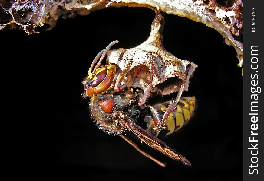 Hornet (Vespa Crabro) At A Nest.