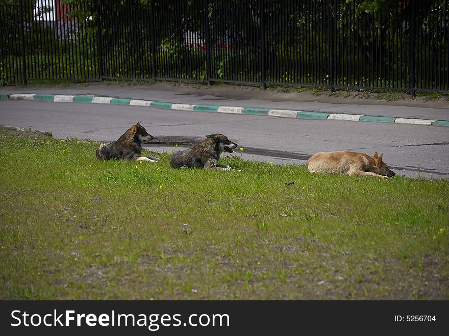 Three dogs live in the street. Three dogs live in the street