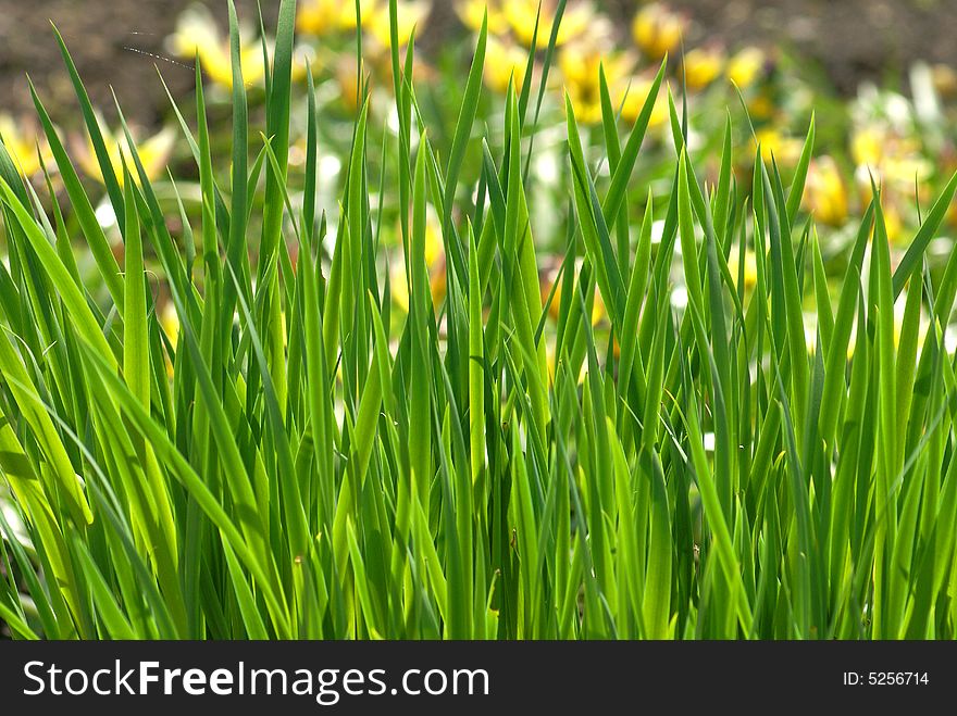 Nice green grass sunny spring day