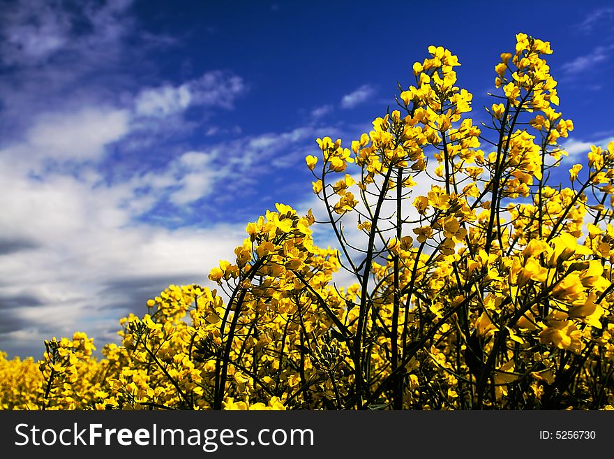 Yellow rape flowers field with sky in the background